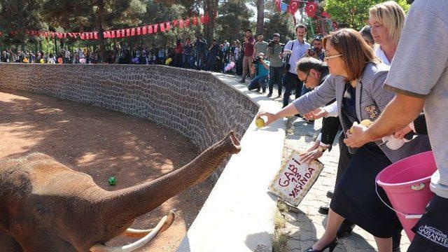 Tüp Bebek Fil İçin Doğum Günü Sürprizi