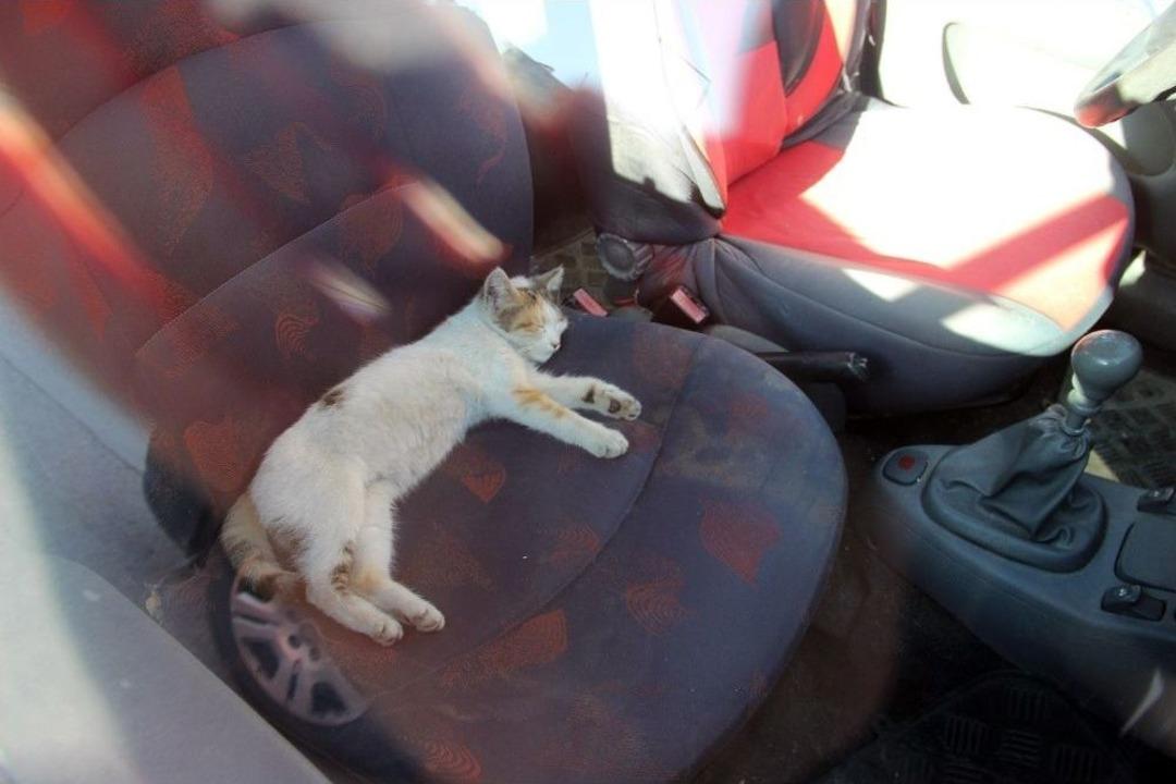 Kaybettiği Kedisini İhbar &Uuml;zerine Otomobilinde Uyurken Buldu