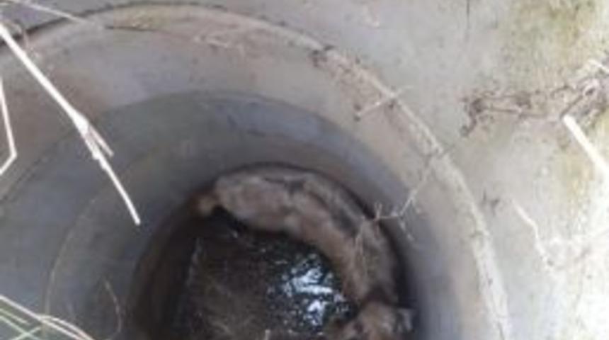 Su Kuyusuna D&uuml;şen Ke&ccedil;i İtfaiye Tarafından Kurtarıldı