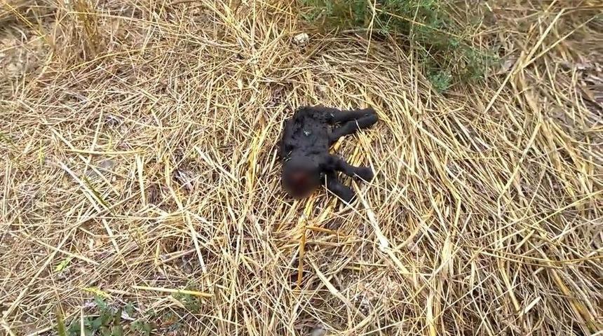 Adana&rsquo;da Kedi Vahşeti