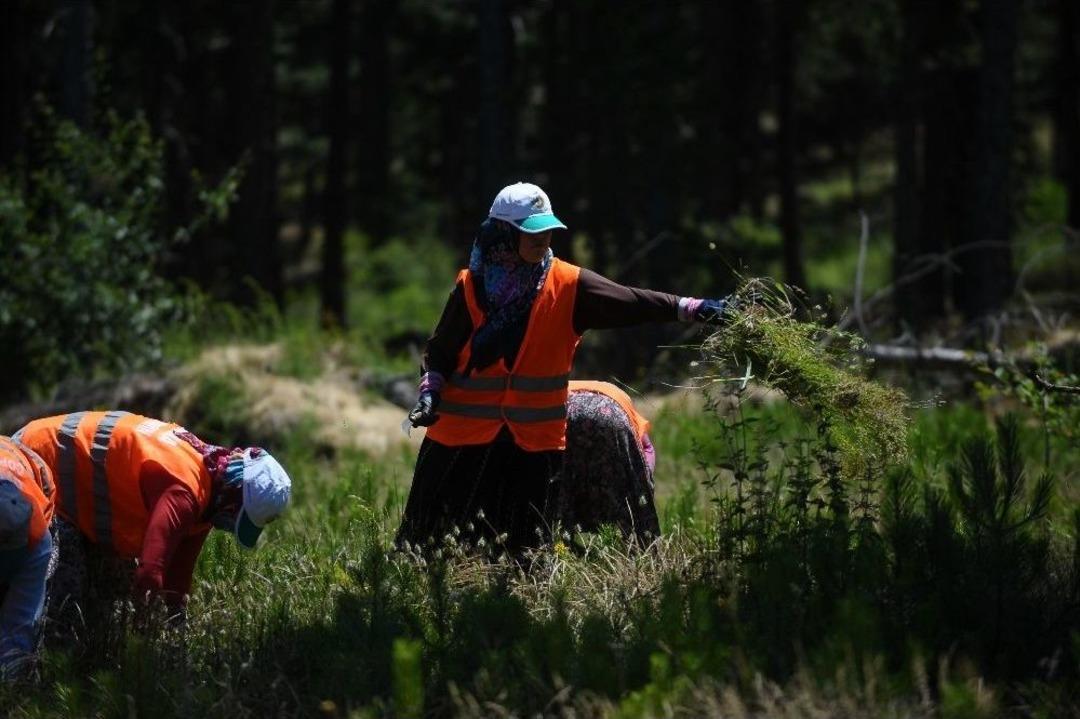 Bursa&rsquo;nın Akciğerleri Gen&ccedil;leşiyor