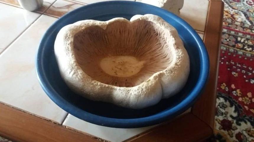 Bal Kabağı Değil Mantar