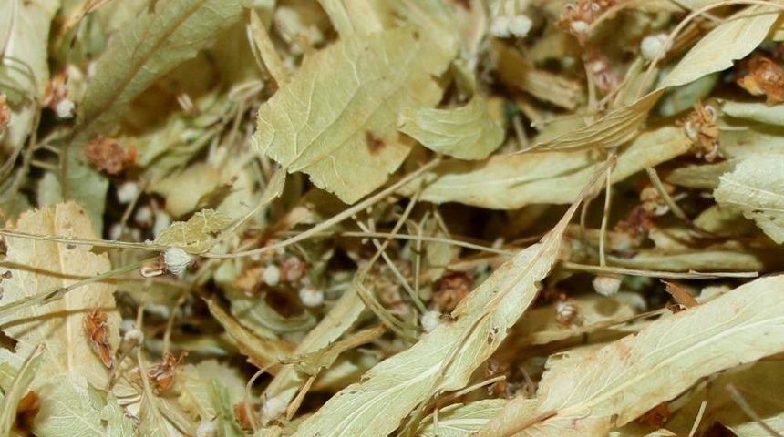 Sıcak Havalar, Ihlamur Satışlarını Vurdu