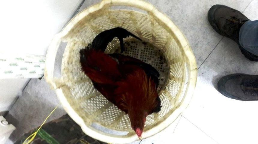 Manisa&rsquo;da Horoz D&ouml;v&uuml;şt&uuml;r&uuml;len Eve Baskın