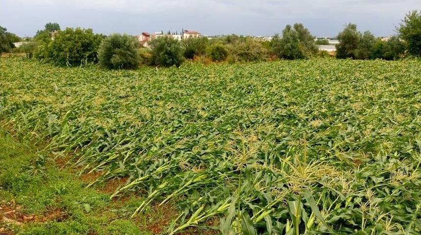 Antalya&rsquo;da Mısır &Uuml;reticisini Dolu Vurdu