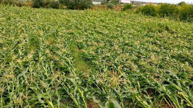 Antalya’da Mısır Üreticisini Dolu Vurdu