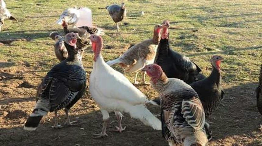 Yılbaşı Hindisi Yerine K&ouml;y Tavuğu