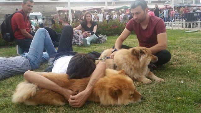 Taksim’de “çin Aslanı” Cinsi Köpeklere Vatandaşlardan Büyük İlgi