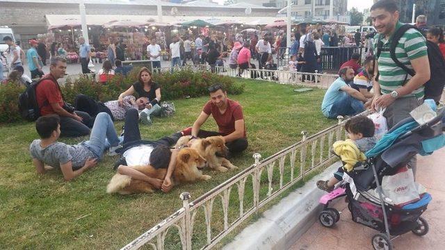 Taksim’de “çin Aslanı” Cinsi Köpeklere Vatandaşlardan Büyük İlgi