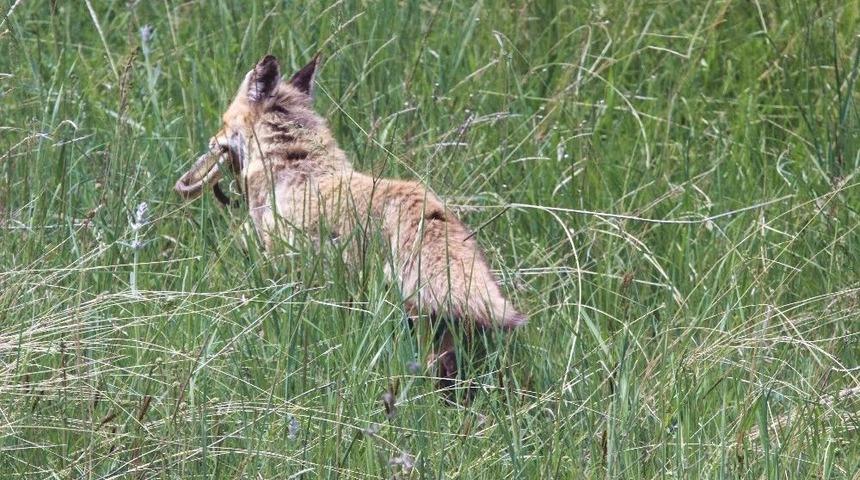 Belgesel Tadında G&ouml;r&uuml;nt&uuml;ler
