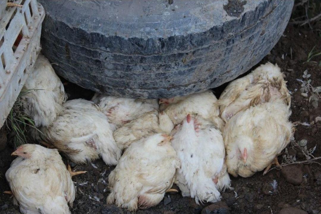 Canlı Tavuk Y&uuml;kl&uuml; Tır Şarampole Devrildi