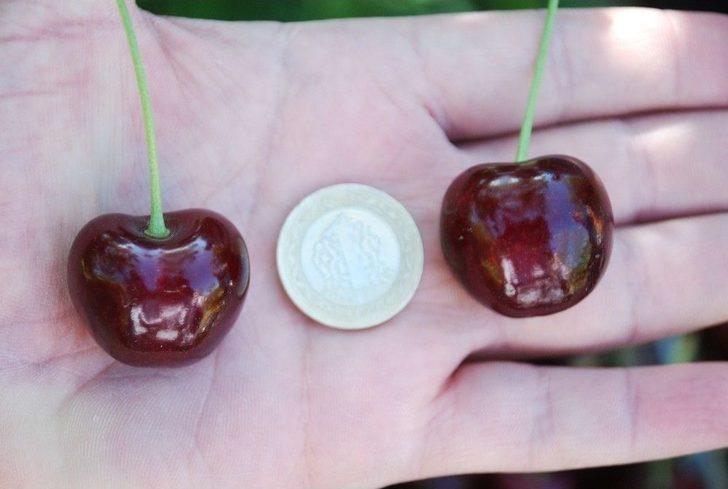 Ceviz Büyüklüğünde Kiraz G2