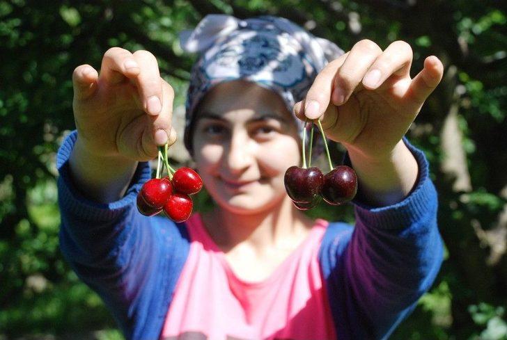 Ceviz Büyüklüğünde Kiraz G3