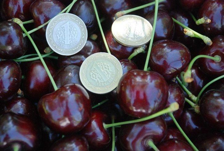 Ceviz Büyüklüğünde Kiraz G5