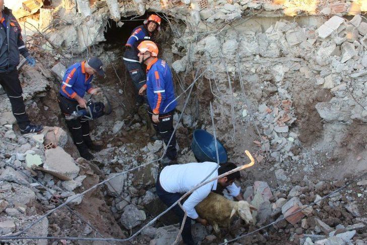 Depremin Yıktığı Evin Altında Kalan 147 Küçükbaş Hayvan Telef Oldu G1