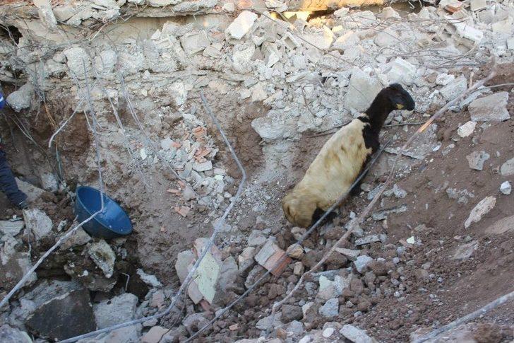 Depremin Yıktığı Evin Altında Kalan 147 Küçükbaş Hayvan Telef Oldu G4