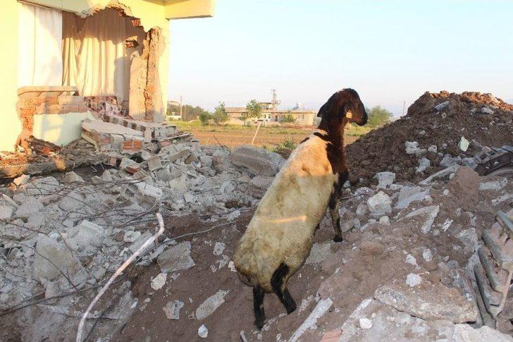 Depremin Yıktığı Evin Altında Kalan 147 Küçükbaş Hayvan Telef Oldu G5