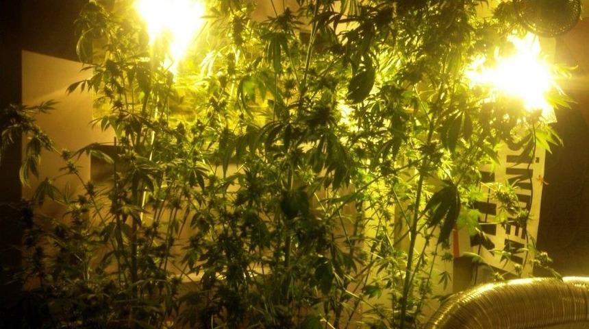 İ&ccedil; Mimar Evini Uyuşturucu Yetiştirmek İ&ccedil;in Seraya &Ccedil;evirmiş