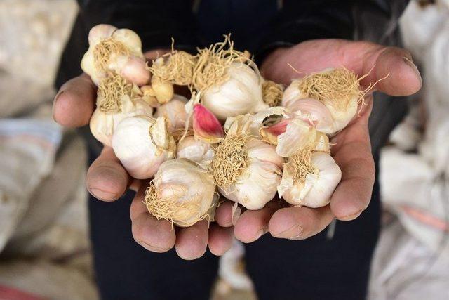 İpekyolu Belediyesinden Çiftçilere Destek 1