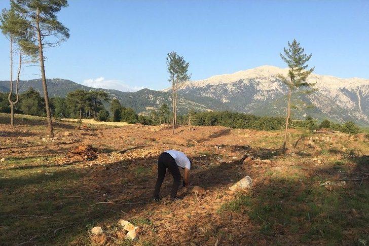 Nesli Tükenme Tehlikesinde Olan Karakulak Ölü Olarak Bulundu G1
