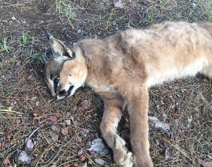 Nesli Tükenme Tehlikesinde Olan Karakulak Ölü Olarak Bulundu G2