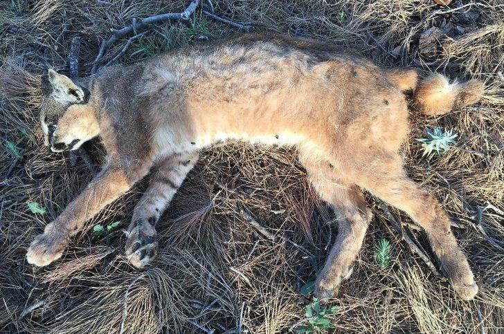 Nesli Tükenme Tehlikesinde Olan Karakulak Ölü Olarak Bulundu G3