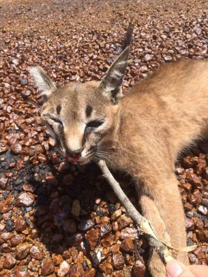 Nesli Tükenme Tehlikesinde Olan Karakulak Ölü Olarak Bulundu G5