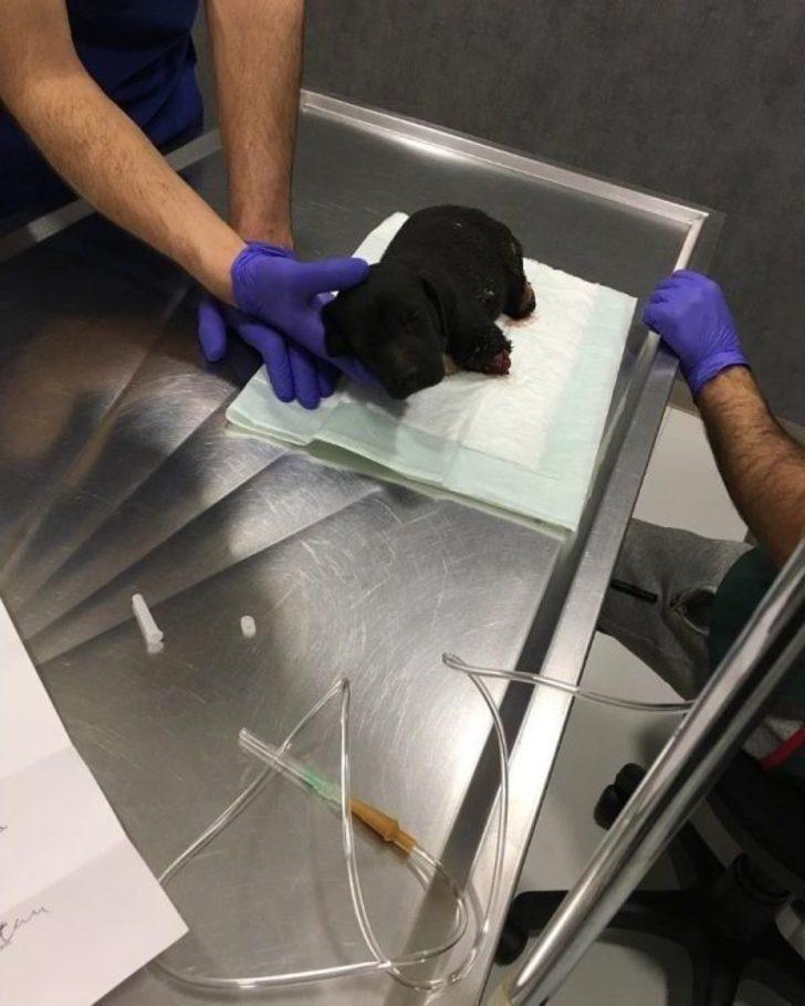 Yavru Köpek Olayında Kepçe Operatörü Tutuklandı G4