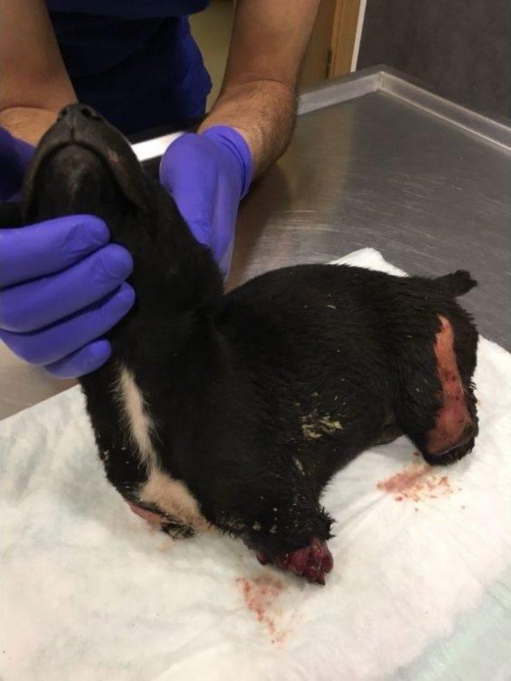 Yavru Köpek Olayında Kepçe Operatörü Tutuklandı G5