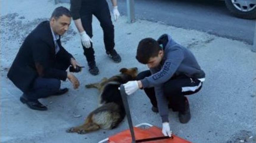 Esenyurt Belediyesinden Yaralı K&ouml;peğe Şefkat Eli