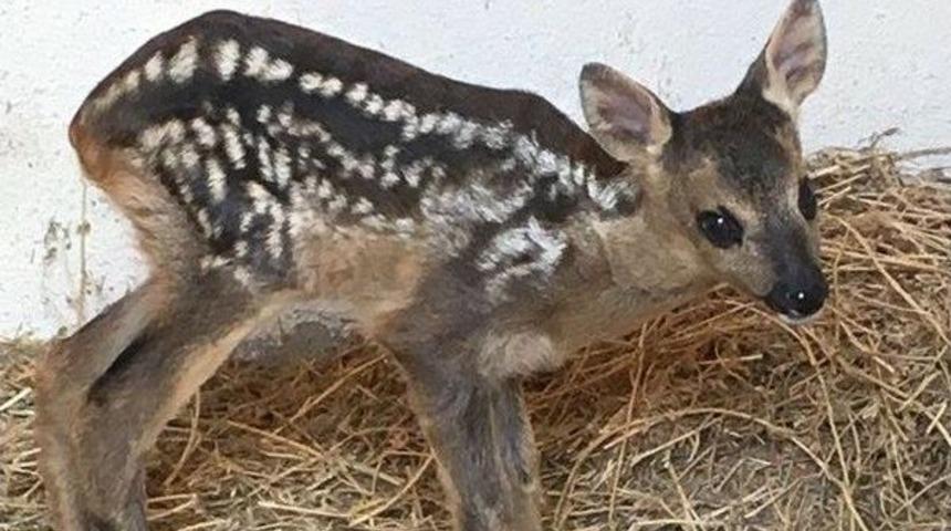 Yeni Doğmuş Karacaya Sahip &Ccedil;ıktılar