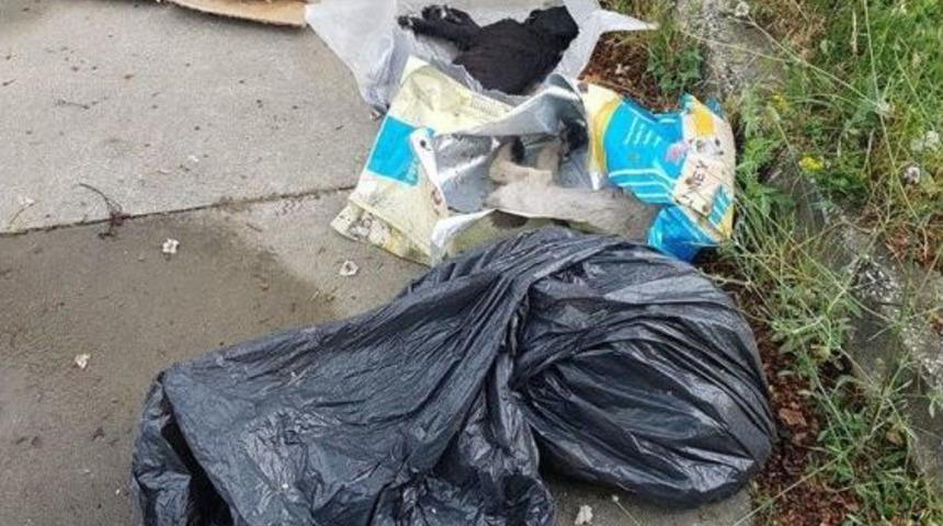 Sakarya’da 5 Yavru Köpek Zehirlenerek Öldürüldüğü İddiası