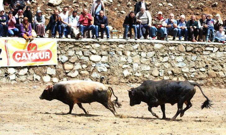 Rize’de Boğalar Kıyasıya Yarıştı G1