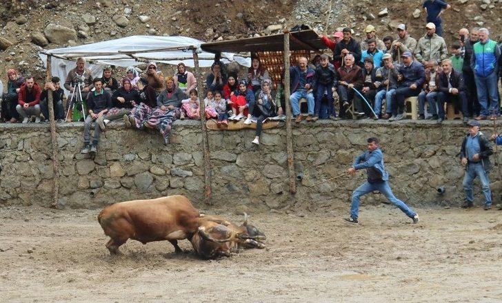 Rize’de Boğalar Kıyasıya Yarıştı G2