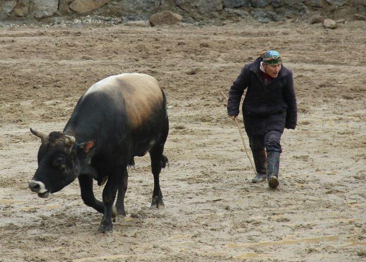 Rize’de Boğalar Kıyasıya Yarıştı G3