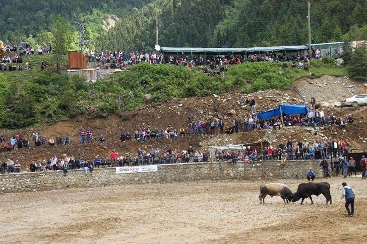 Rize’de Boğalar Kıyasıya Yarıştı G4