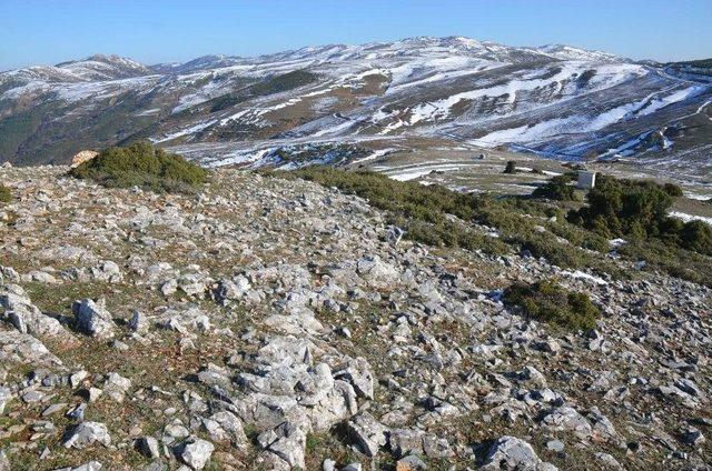 Gemlik&rsquo;e Yeni Orman 1