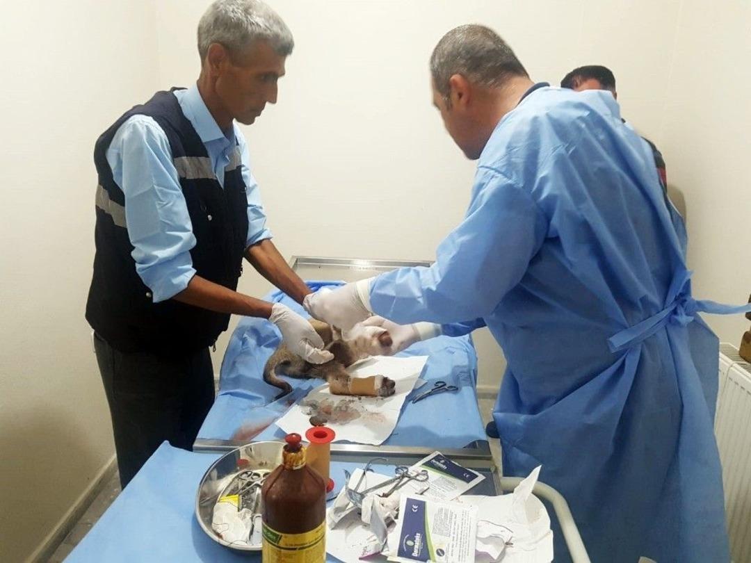 Bing&ouml;l&rsquo;de K&ouml;peğe Otomobil &Ccedil;arptı, Vatandaşlar Kurtardı