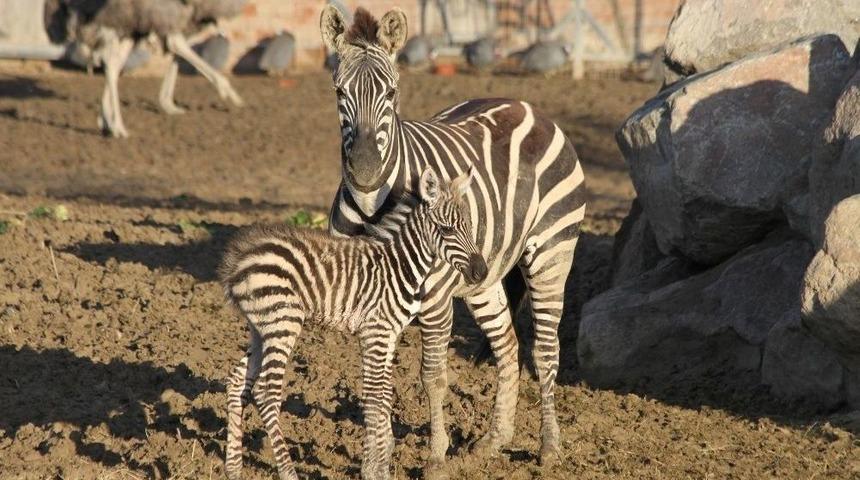 Yeni Doğan Zebra Yavrusu Parkın Neşesi Oldu