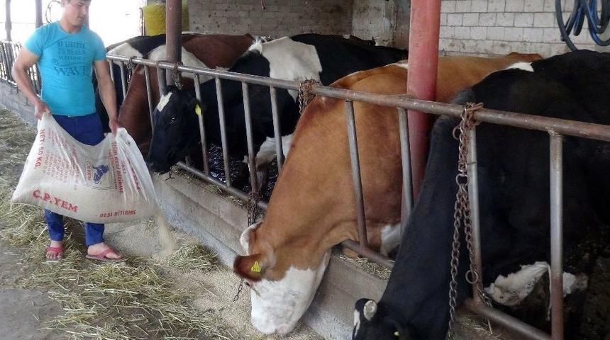 (&ouml;zel Haber) Bir Ayda &Uuml;&ccedil; Kez Artan Yem Fiyatları Hayvancıları Kesime Mecbur Bıraktı
