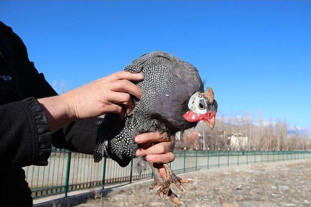 Oltu Çayına Düşen Tavuğu İtfaiye Yardımıyla Kurtardılar