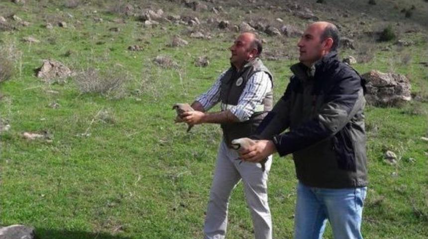 Van&rsquo;da 73 Kınalı Keklik Yeniden &Ouml;zg&uuml;rl&uuml;ğ&uuml;ne Kavuştu