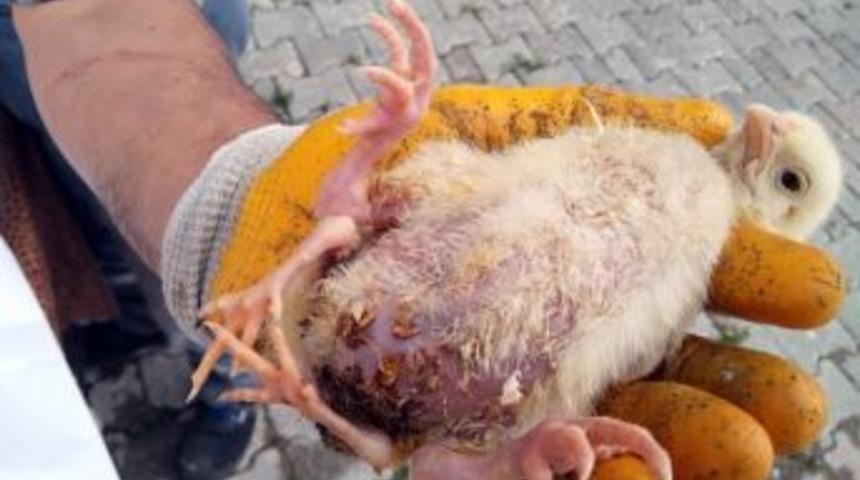 4 Bacaklı Civciv Şaşırttı