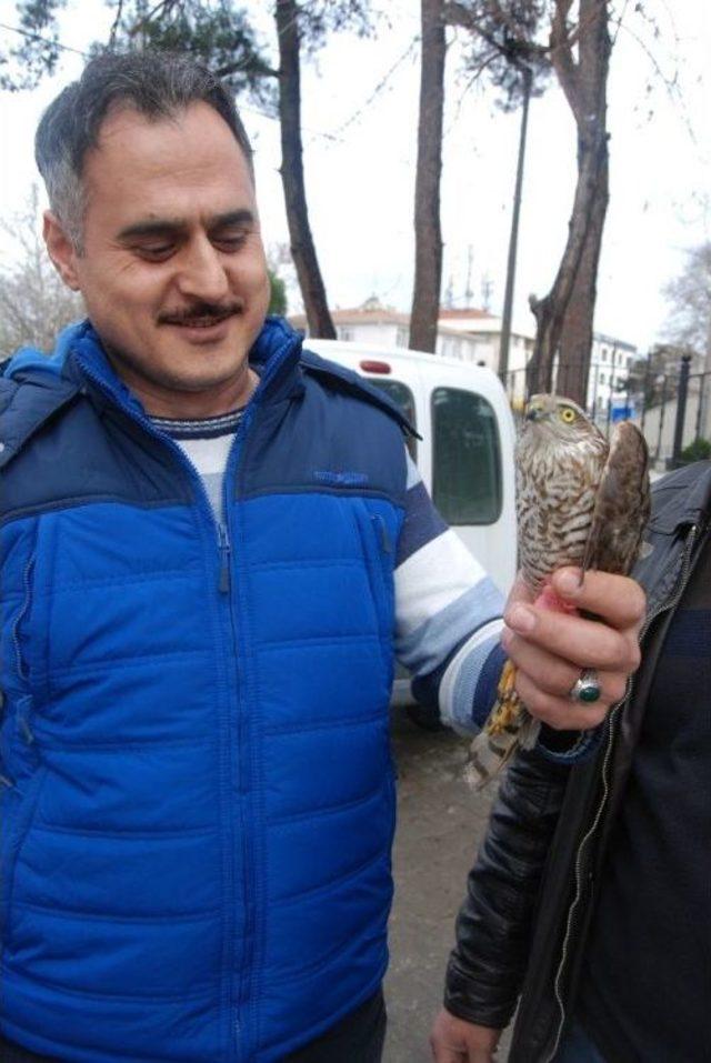 Yaralı Atmaca Şahine Yem Olmaktan Son Anda Kurtarıldı