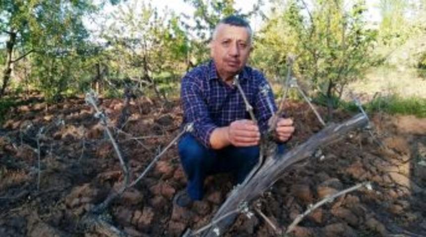 Hisarcık&rsquo;ta &Uuml;z&uuml;m Bağlarını Kırağı Vurdu