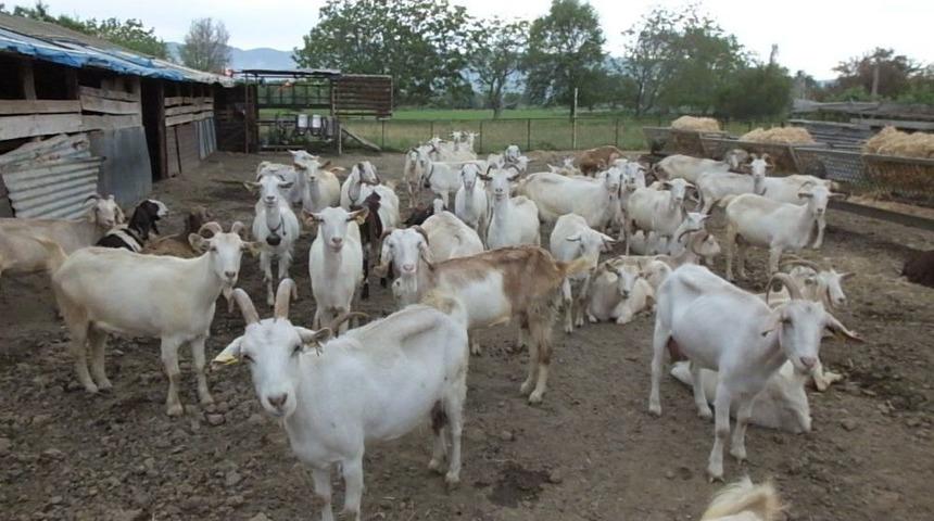 Engelli Vatandaş Çoban Olmak İçin Devletten Destek Bekliyor