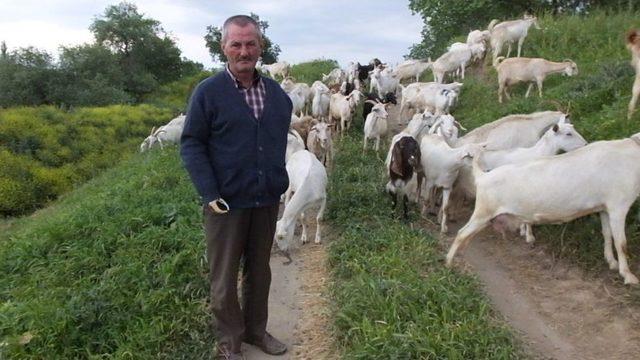 Engelli Vatandaş Çoban Olmak İçin Devletten Destek Bekliyor 1