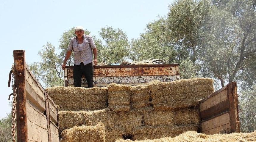 Aydınlı Yetiştirici Saman Telaşına Düştü