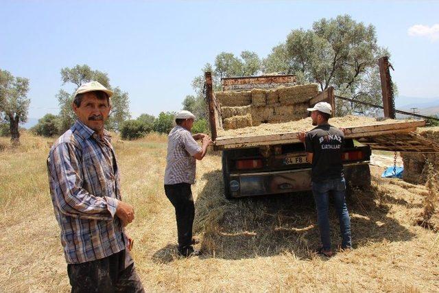 Aydınlı Yetiştirici Saman Telaşına Düştü