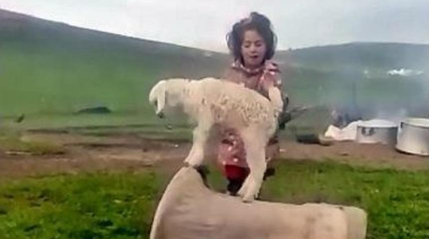 Minik Kız Ke&ccedil;i Yavrusuna Şarkı S&ouml;yleyerek Dans Ettirdi